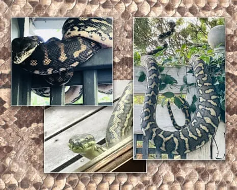 Welcoming my Serpents in the Overhead Space: A Journey from Fear to Admiration